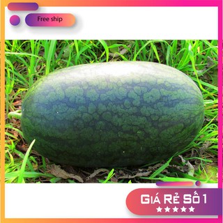 Hạt giống Dưa hấu (0,5g) (MV)