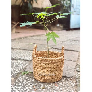 Giỏ lục bình trồng cây trong nhà, trang trí decor nội thất/ Hycacinth inhouse planter