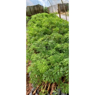 cây giống đinh lăng nếp