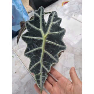 Môn Quan Âm (Alocasia amazonica)