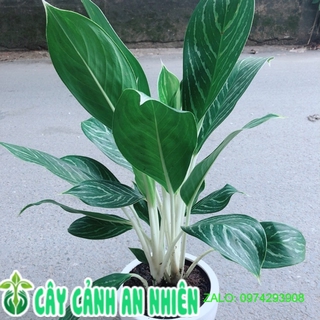 Chậu Cây Bạch Mã Hoàng Tử