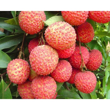 Phân Bón Kali Bo Canxi Bo 25g. Kích Thích Ra Hoa Đậu Quả, Quả To, Chắc, Ngọt