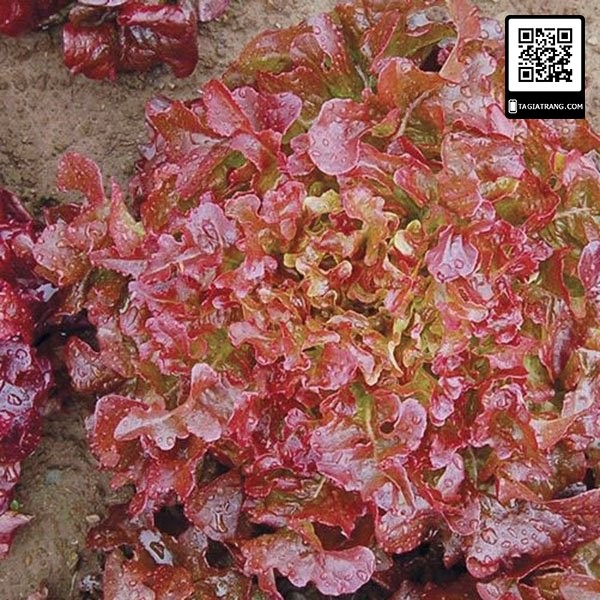 [Bán sỉ] - Hạt giống rau xà lách Oakleaf lá sồi đỏ (sồi tím)