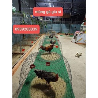 Thảm lót bội gà