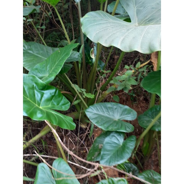 Củ ráy/bạc hà núi .1 củ