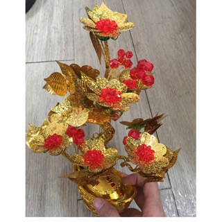 Cây kim tiền cao 28cm