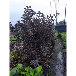 cây tường vi huyết long(hình 4,5)