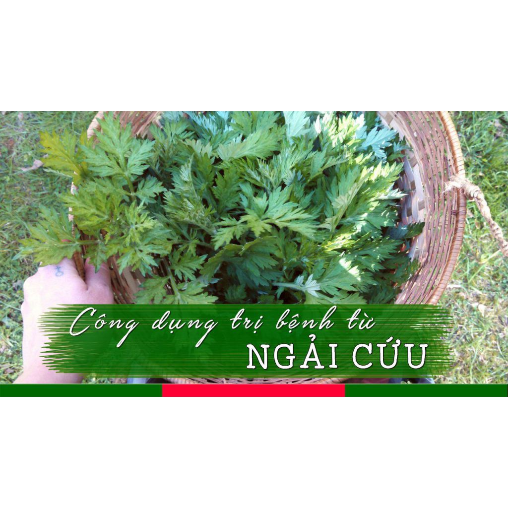 Gối ngải cứu trị Thoái hóa đốt sống cổ, Cứng cơ cổ, Cổ tê nhức, Đau lưng, Đau đầu, Mất ngủ