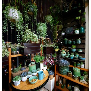 Ly gốm sứ Nhật trồng cây