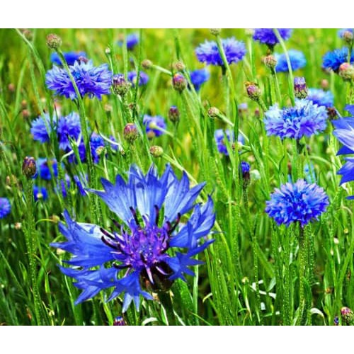 50h Hạt Giống Hoa Trúc Mai Xanh Blue 70cm