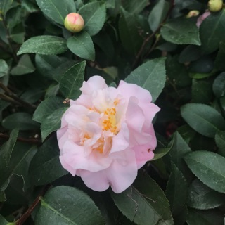 Trà Việt Cổ - Trà My giá từ 300k