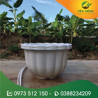 Chậu treo bí lớn trắng
