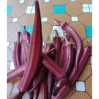 ĐẬU BẮP ĐỎ OKRA THÁI LAN