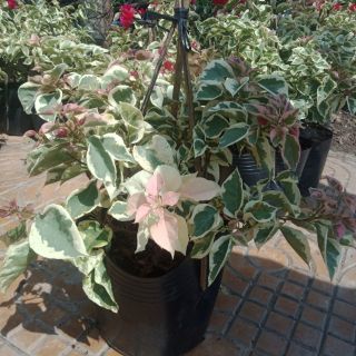 Cây 🌲 Giấy Cẩm Thach....siêu hoa