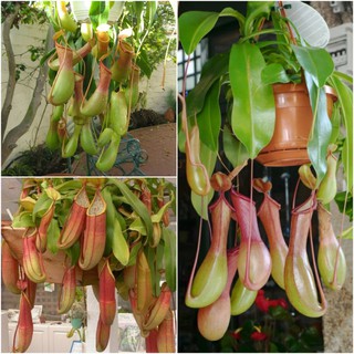 10 Hạt giống hoa Cây nắp ấm