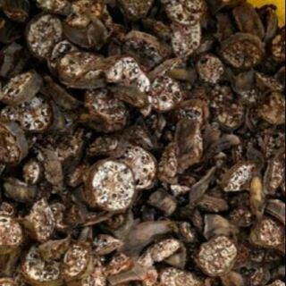 Chuối hột rừng Tây Bắc
