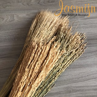 Lúa mì khô trang trí nhà cửa