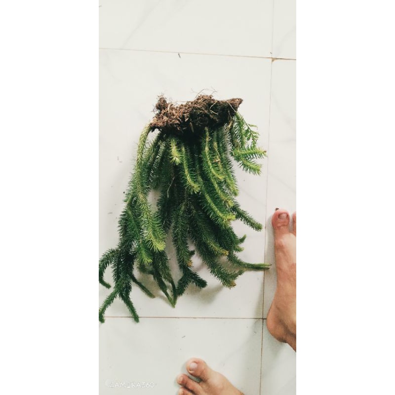 Cây râu rồng
