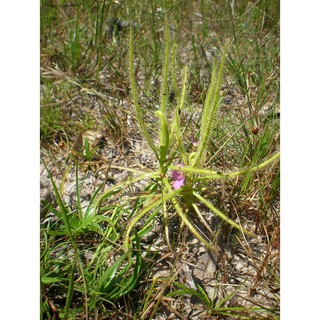 Hạt cây bắt mồi Drosera Indica Green