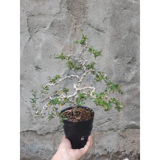 Linh sam dáng bonsai mini