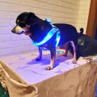[ORDER]  ĐAI YẾM LED CHO CHÓ MÈO