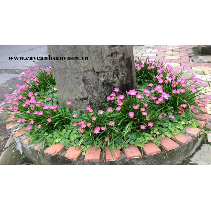 Cây tóc tiên,huệ mưa bầu nhỏ sẵn hoa trồng trang trí cảnh quan sân vườn@