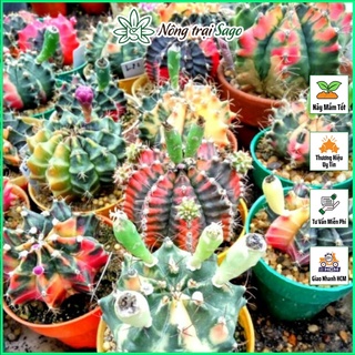 Hạt giống Hoa Xương Rồng GYM Nhiều Màu (gói 30 hạt) - Green House