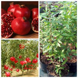 Cây giống lựu đỏ