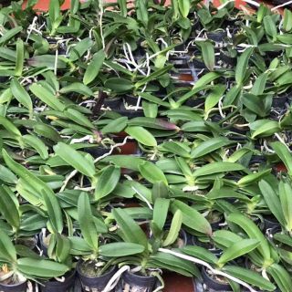 Ngọc điểm (Đai Châu) cây giống ( combo 4 cốc dc chọn màu)