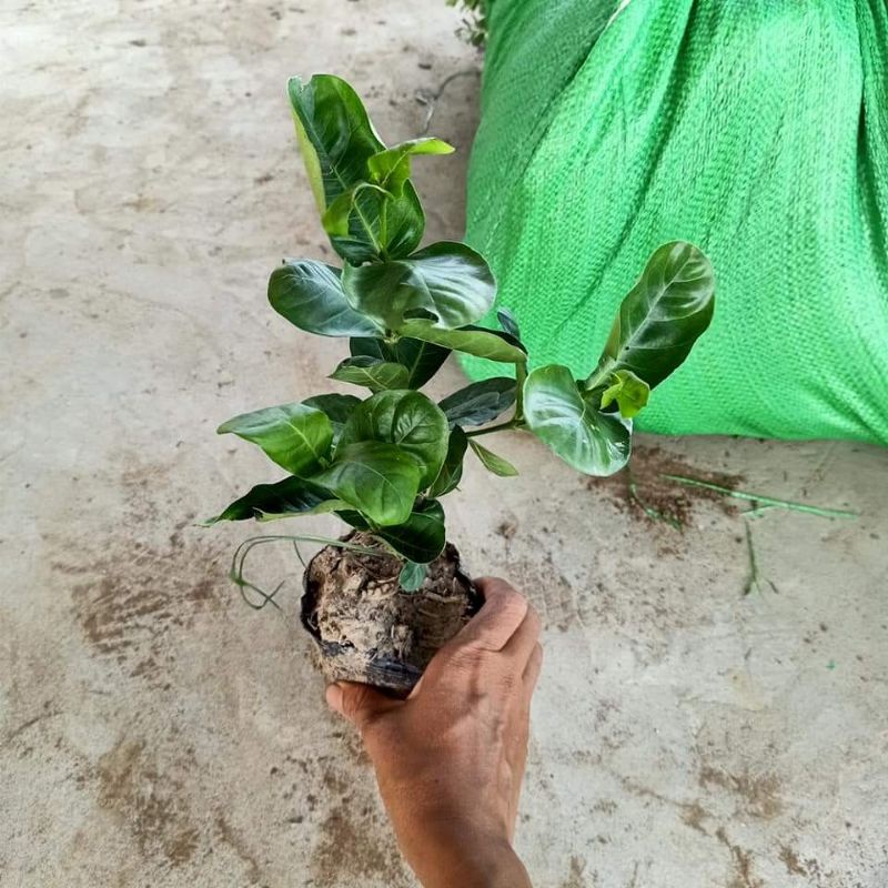 Cây giống mẫu đơn Pháp vàng