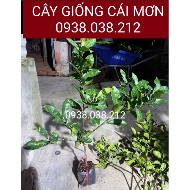 TỔNG HỢP CÂY GIỐNG CHO KHÁCH