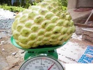 Combo 2 cây giống na Thái 90k