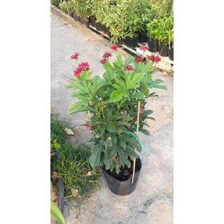 Hồng Ngọc  Mai