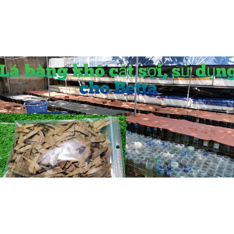 Mua 1 gói tặng 1 gói - Lá Bàng Khô cắt sợi.