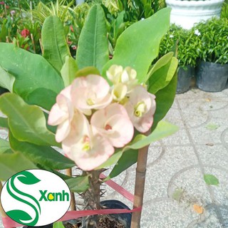 Xương rồng bát tiên