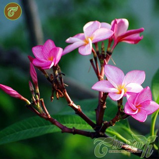 HẠT GIỐNG HOA SỨ THÁI
