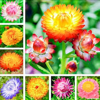 1000 hạt giống cúc bất tử nhiều màu