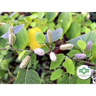 Cây An Xoa khô 1KG - T009