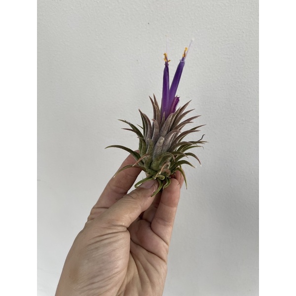 cây không khí Tillandsia  Bravo