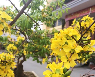 Com Bo 4 Cây Mai Vàng Yên Tử