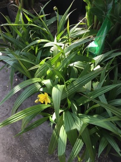 Cây Lan chu đỉnh vàng