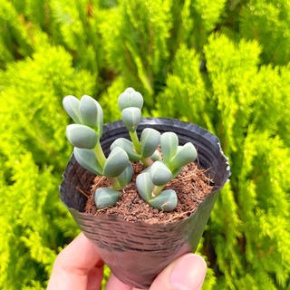 Sen đá lá tim 5-7cm - Vườn sen đá
