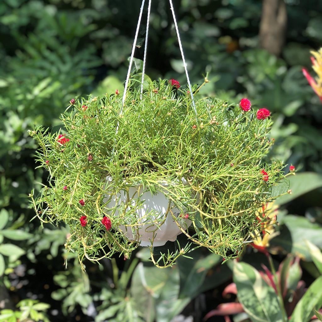 Chậu Treo Cây Hoa Mười Giờ thái mix nhiều màu