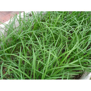 Hạt Giống Hẹ Ta Gia Vị (10gr)