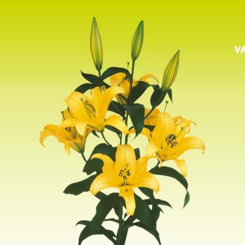 Củ giống hoa ly vàng yellowen