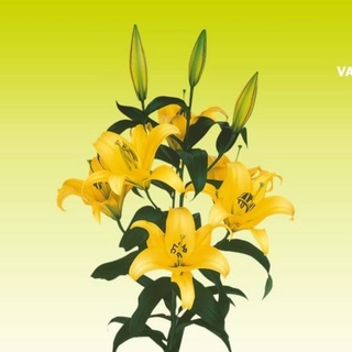 Củ giống hoa ly vàng yellowen