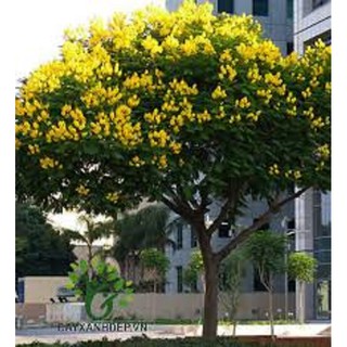 CÂY GIỐNG CÂY HOA PHƯỢNG VÀNG SIÊU ĐẸP