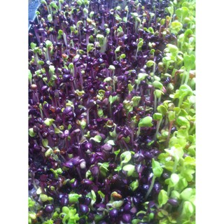 HẠT GIỐNG RAU MẦM CẢI TÍM MALADY 20G
