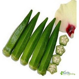 10g hạt giống đậu bắp cao sản xtra tặng kèm phân và kích mầm
