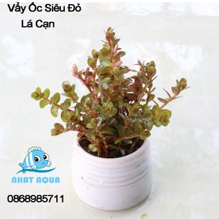 Cây thủy sinh vẩy ốc siêu đỏ ( lá cạn)